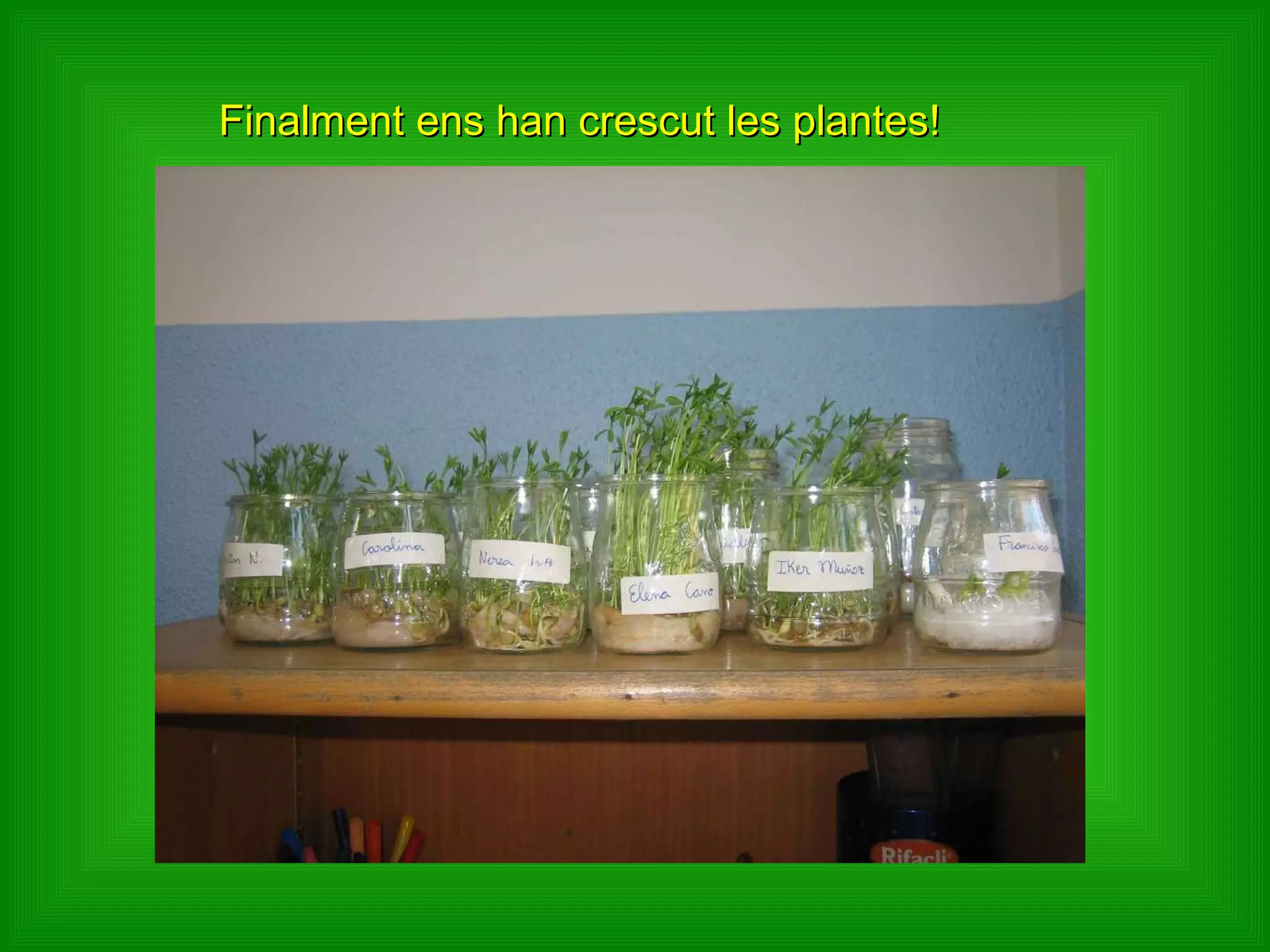 Finalment ens han crescut les plantes! 