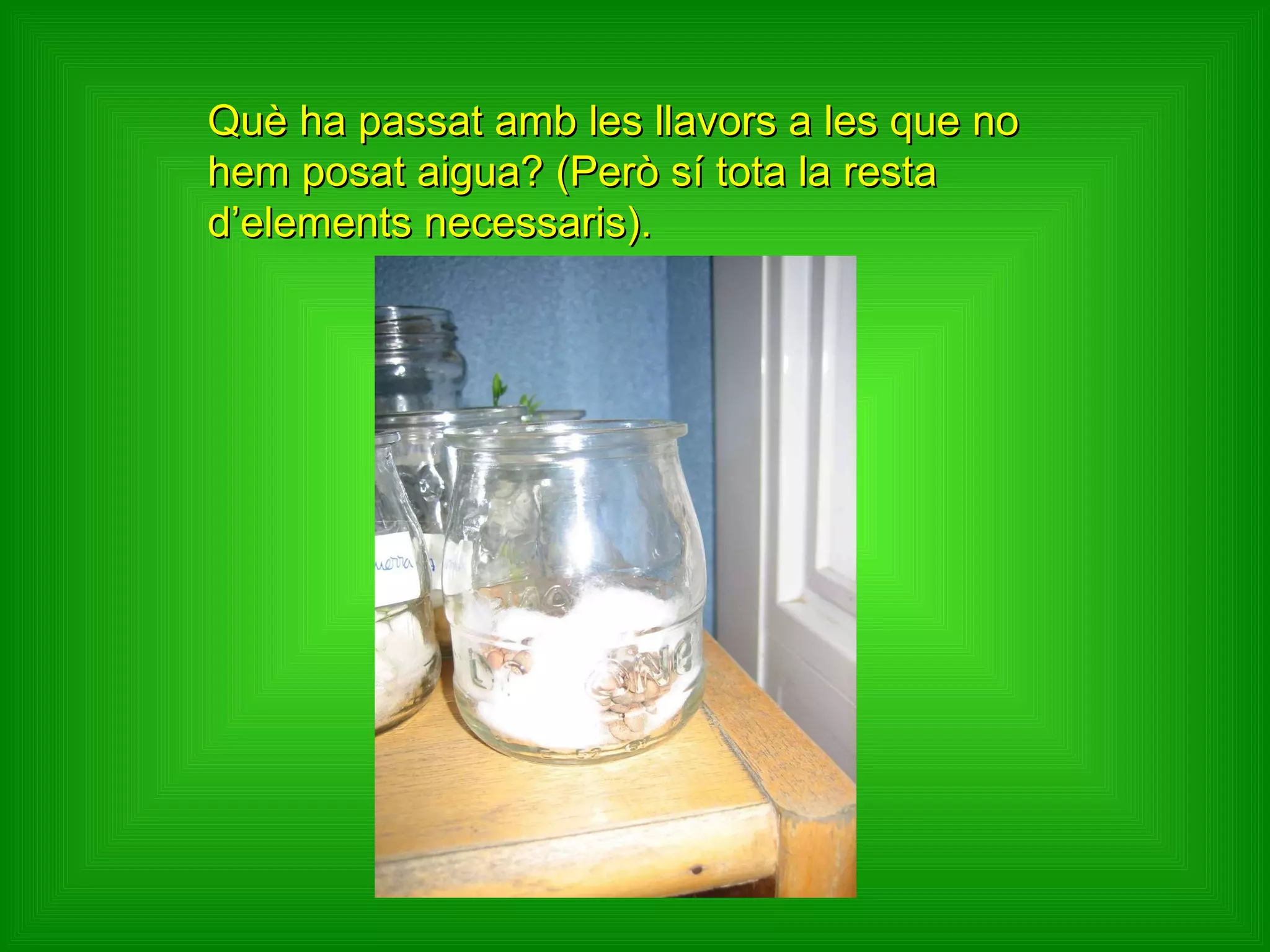Què ha passat amb les llavors a les que no hem posat aigua? (Però sí tota la resta d’elements necessaris). 