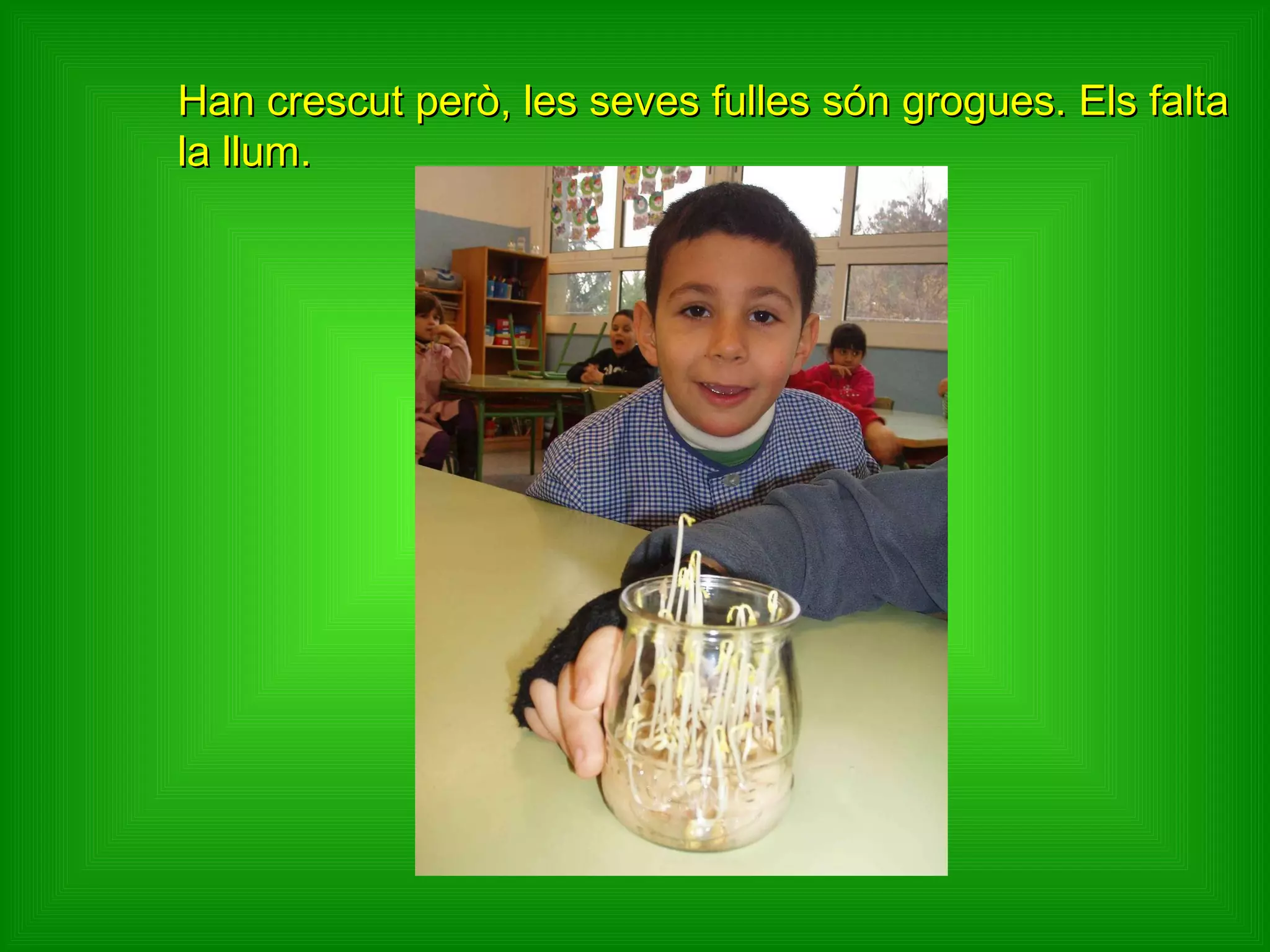 Han crescut però, les seves fulles són grogues. Els falta la llum. 