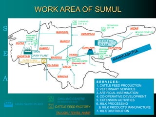 MAIN
DAIRY PLANT
CATTLE FEED
FACTORY-CHALTHAN
MANGROL
B H A R U C H
S E R V I C E S :
1. CATTLE FEED PRODUCTION
2. VETERINARY SERVICES
3. ARTIFICIAL INSEMINATION
4. CO-OPERATIVE DEVELOPMENT
5. EXTENSION ACTIVITIES
6. MILK PROCESSING
& MILK PRODUCTS MANUFACTURE
7. MILK DISTRIBUTION
CHILLING CENTRE
km distance from Surat
CATTLE FEED FACTORY
TALUQA / TEHSIL NAME
UMARPADA
UCHCHHAL
VYARA
MANDVI
VALOD
MAHUVA
PALSANA
BARDOLI
KAMREJ
CHORYASI
OLPAD
NIZAR
DEDIAPADA
135 km
CHASWAD
100 k m
UCHCHHAL
CHILLING
CENTRE
100 km
BAJIPURA
CHILLING CENTRE
[Diagnostic Lab]
50 km
NAVIPARDI
CHILLING
CENTRE
28 km
 NIZAR COMPLEX
165 km
 MAIN DAIRY PLANT
U K A I
D A M
SONGADH
WORK AREA OF SUMUL
 