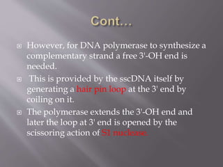  However, for DNA polymerase to synthesize a
complementary strand a free 3'-OH end is
needed.
 This is provided by the sscDNA itself by
generating a hair pin loop at the 3' end by
coiling on it.
 The polymerase extends the 3'-OH end and
later the loop at 3' end is opened by the
scissoring action of S1 nuclease.
 
