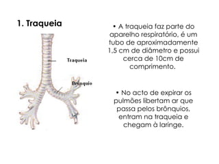 1. Traqueia
• No acto de expirar os
pulmões libertam ar que
passa pelos brônquios,
entram na traqueia e
chegam à laringe.
• A traqueia faz parte do
aparelho respiratório, é um
tubo de aproximadamente
1,5 cm de diâmetro e possui
cerca de 10cm de
comprimento.
 
