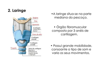 2. Laringe
• Órgão fibromuscular
composto por 3 anéis de
cartilagem.
• Possui grande mobilidade,
consoante o tipo de som e
varia os seus movimentos.
•A laringe situa-se na parte
mediana do pescoço.
 