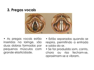 3. Pregas vocais
• As pregas vocais estão
inseridas na laringe, são
duas dobras formadas por
pequenos músculos com
grande elasticidade.
• Estão separadas quando se
respira, permitindo a entrada
e saída do ar.
• Se for produzido som, canto,
choro ou riso fecham-se,
aproximam-se e vibram.
 