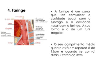 4. Faringe • A faringe é um canal
que faz comunicar a
cavidade bucal com o
esófago e a cavidade
nasal com a laringe. A sua
forma é a de um funil
irregular.
• O seu comprimento médio
quanto está em repouso é de
15cm e quando se contrai
diminui cerca de 3cm.
 