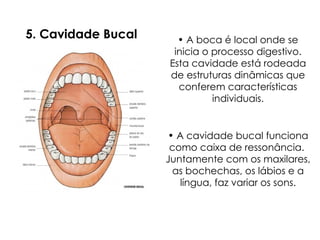 5. Cavidade Bucal
• A cavidade bucal funciona
como caixa de ressonância.
Juntamente com os maxilares,
as bochechas, os lábios e a
língua, faz variar os sons.
• A boca é local onde se
inicia o processo digestivo.
Esta cavidade está rodeada
de estruturas dinâmicas que
conferem características
individuais.
 