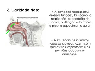 6. Cavidade Nasal
• A existência de inúmeros
vasos sanguíneos fazem com
que as vias respiratórias e os
pulmões recebam ar
aquecido.
• A cavidade nasal possui
diversas funções, tais como, a
respiração, a recepção de
odores, a filtração e também
o próprio aquecimento do ar.
 