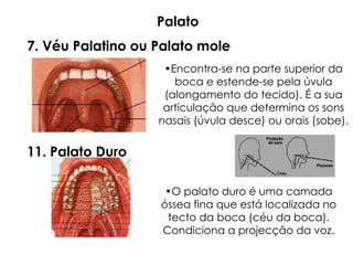7. Véu Palatino ou Palato mole
•Encontra-se na parte superior da
boca e estende-se pela úvula
(alongamento do tecido). É a sua
articulação que determina os sons
nasais (úvula desce) ou orais (sobe).
11. Palato Duro
•O palato duro é uma camada
óssea fina que está localizada no
tecto da boca (céu da boca).
Condiciona a projecção da voz.
Palato
 