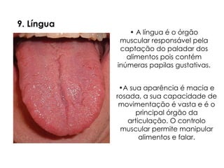 9. Língua
• A língua é o órgão
muscular responsável pela
captação do paladar dos
alimentos pois contém
inúmeras papilas gustativas.
•A sua aparência é macia e
rosada, a sua capacidade de
movimentação é vasta e é o
principal órgão da
articulação. O controlo
muscular permite manipular
alimentos e falar.
 