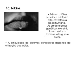 10. Lábios
• A articulação de algumas consoantes depende da
utilização dos lábios.
• Existem o lábio
superior e o inferior,
estes revestem a
boca humana.
As características
genéticas e a etnia
fazem variar o
formato, a largura e
a cor.
 