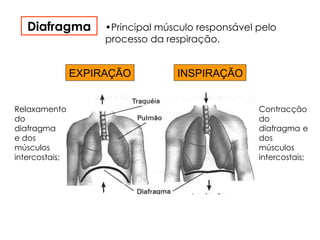 Diafragma •Principal músculo responsável pelo
processo da respiração.
EXPIRAÇÃO INSPIRAÇÃO
Contracção
do
diafragma e
dos
músculos
intercostais;
Relaxamento
do
diafragma
e dos
músculos
intercostais;
 