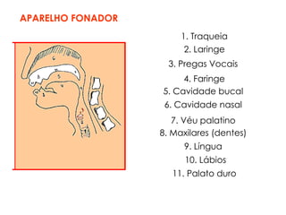 1. Traqueia
2. Laringe
3. Pregas Vocais
4. Faringe
5. Cavidade bucal
6. Cavidade nasal
7. Véu palatino
8. Maxilares (dentes)
9. Língua
10. Lábios
11. Palato duro
APARELHO FONADOR
 