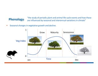  Seasonal changes in vegetative growth and decline.
Phenology:
Veg Index
Time
Grow Maturity Senescence
0
1
Jan Dec
“the study of periodic plant and animal life cycle events and how these
are influenced by seasonal and interannual variations in climate”
 