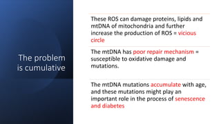 The problem
is cumulative
These ROS can damage proteins, lipids and
mtDNA of mitochondria and further
increase the production of ROS = vicious
circle
The mtDNA has poor repair mechanism =
susceptible to oxidative damage and
mutations.
The mtDNA mutations accumulate with age,
and these mutations might play an
important role in the process of senescence
and diabetes
 