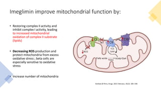 Imeglimin improve mitochondrial function by:
• Restoring complex II activity and
inhibit complex I activity, leading
to increased mitochondrial
oxidation of complex II substrate
(lipids)
• Decreasing ROS production and
protect mitochondria from excess
oxidative stress ; beta cells are
especially sensitive to oxidative
stress
• Increase number of mitochondria
Konkwo & Perry. Drugs. 2021 February ; 81(2): 185–190.
 