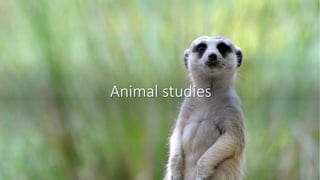 Animal studies
 