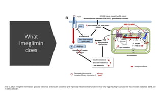 What
imeglimin
does
Vial G, et al. Imeglimin normalizes glucose tolerance and insulin sensitivity and improves mitochondrial function in liver of a high-fat, high-sucrose diet mice model. Diabetes. 2015 Jun
1;64(6):2254-64.
 