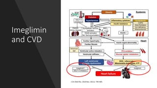 Imeglimin
and CVD
J Clin Med Res. 2018 Nov; 10(11): 799–805.
 