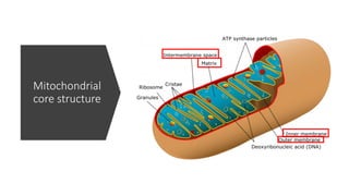 Mitochondrial
core structure
 