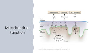Mitochondrial
Function
Kwak et a.. Journal of diabetes investigation. 2010 Oct;1(5):161-9.
 