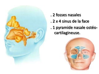 . 2 fosses nasales
. 2 x 4 sinus de la face
. 1 pyramide nasale ostéo-
cartilagineuse.
 