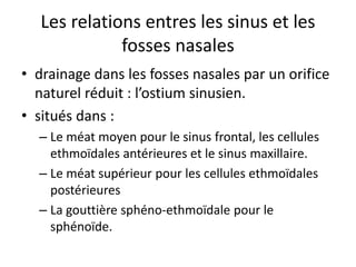 Les relations entres les sinus et les
fosses nasales
• drainage dans les fosses nasales par un orifice
naturel réduit : l’ostium sinusien.
• situés dans :
– Le méat moyen pour le sinus frontal, les cellules
ethmoïdales antérieures et le sinus maxillaire.
– Le méat supérieur pour les cellules ethmoïdales
postérieures
– La gouttière sphéno-ethmoïdale pour le
sphénoïde.
 