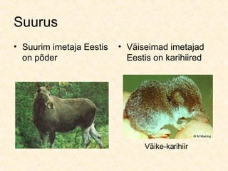 Imetajate Mitmekesisus | PPT