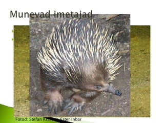    Alles vaid 2 liiki
   Austraalias elavad nokkloom ja sipelgasiil




    Fotod: Stefan Kraft ja Ester Inbar
 