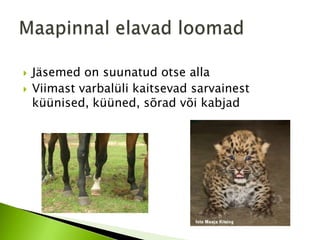    Jäsemed on suunatud otse alla
   Viimast varbalüli kaitsevad sarvainest
    küünised, küüned, sõrad või kabjad
 