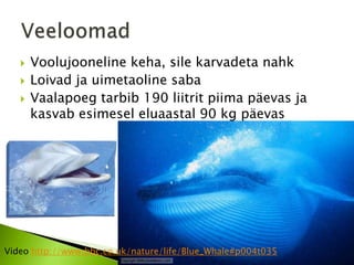    Voolujooneline keha, sile karvadeta nahk
      Loivad ja uimetaoline saba
      Vaalapoeg tarbib 190 liitrit piima päevas ja
       kasvab esimesel eluaastal 90 kg päevas




Video http://www.bbc.co.uk/nature/life/Blue_Whale#p004t035
 