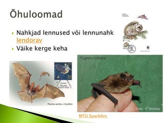    Nahkjad lennused või lennunahk
    lendorav
   Väike kerge keha




                       MTÜ Suurkõrv
 