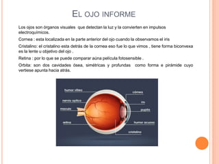 EL OJO INFORME
Los ojos son órganos visuales que detectan la luz y la convierten en impulsos
electroquímicos.
Cornea : esta localizada en la parte anterior del ojo cuando la observamos el iris
Cristalino: el cristalino esta detrás de la cornea eso fue lo que vimos , tiene forma biconvexa
es la lente u objetivo del ojo .
Retina : por lo que se puede comparar aúna película fotosensible .
Orbita: son dos cavidades ósea, simétricas y profundas como forma e pirámide cuyo
vertiese apunta hacia atrás.
 
