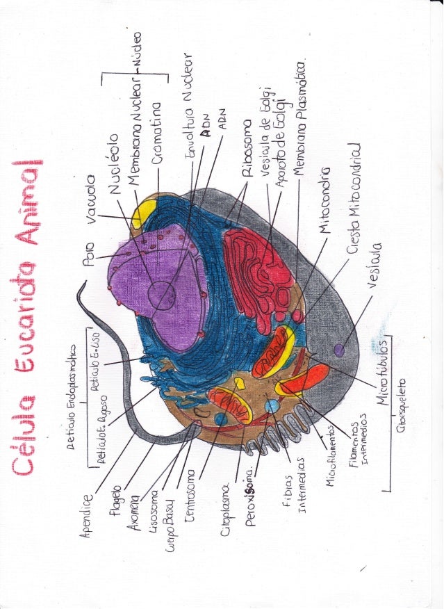 Celula Eucariota Animal