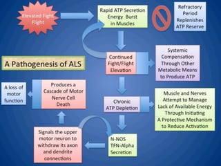 ALS: Regulation model of amyotrophic lateral sclerosis