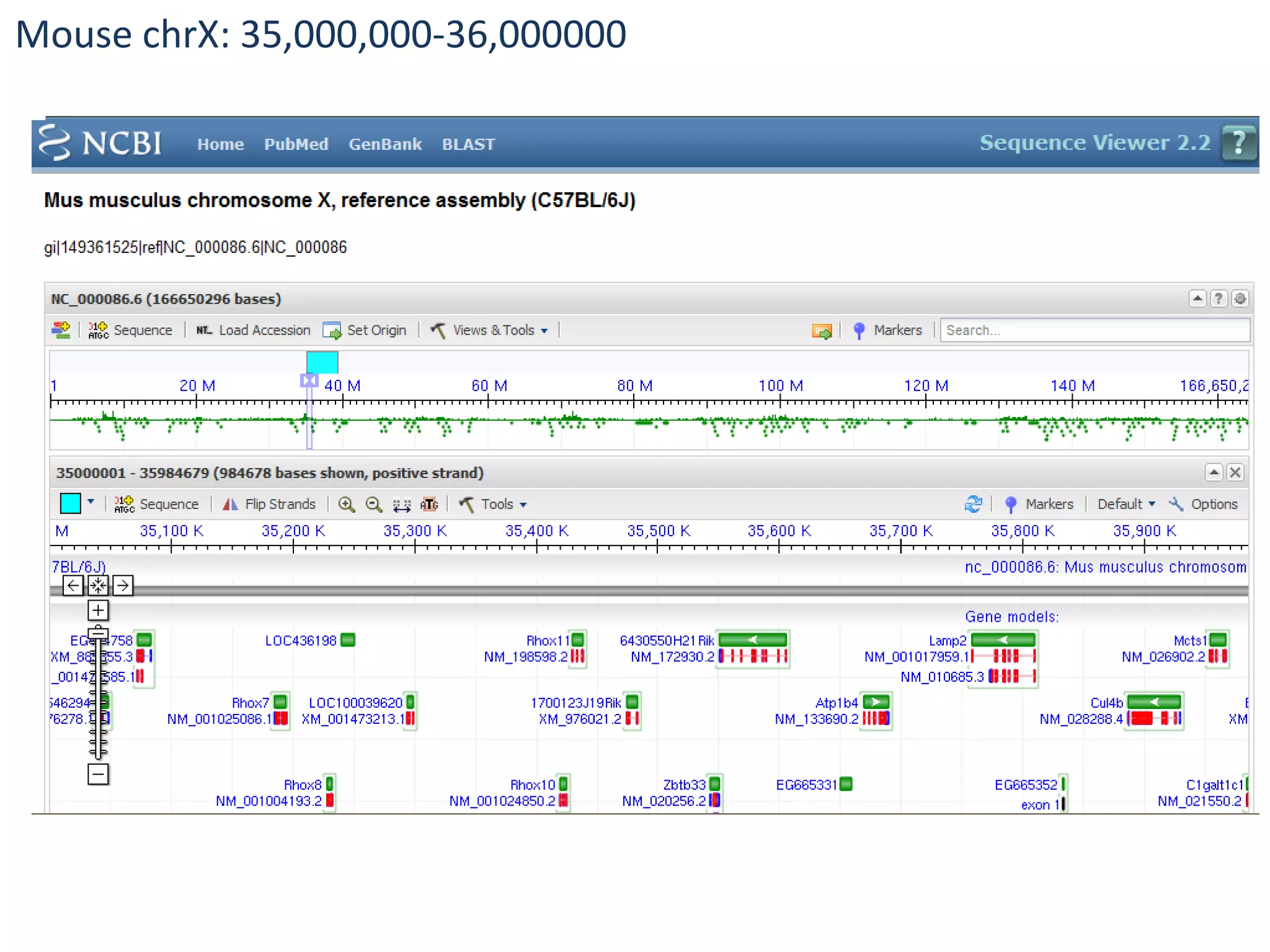 Mouse chrX: 35,000,000-36,000000