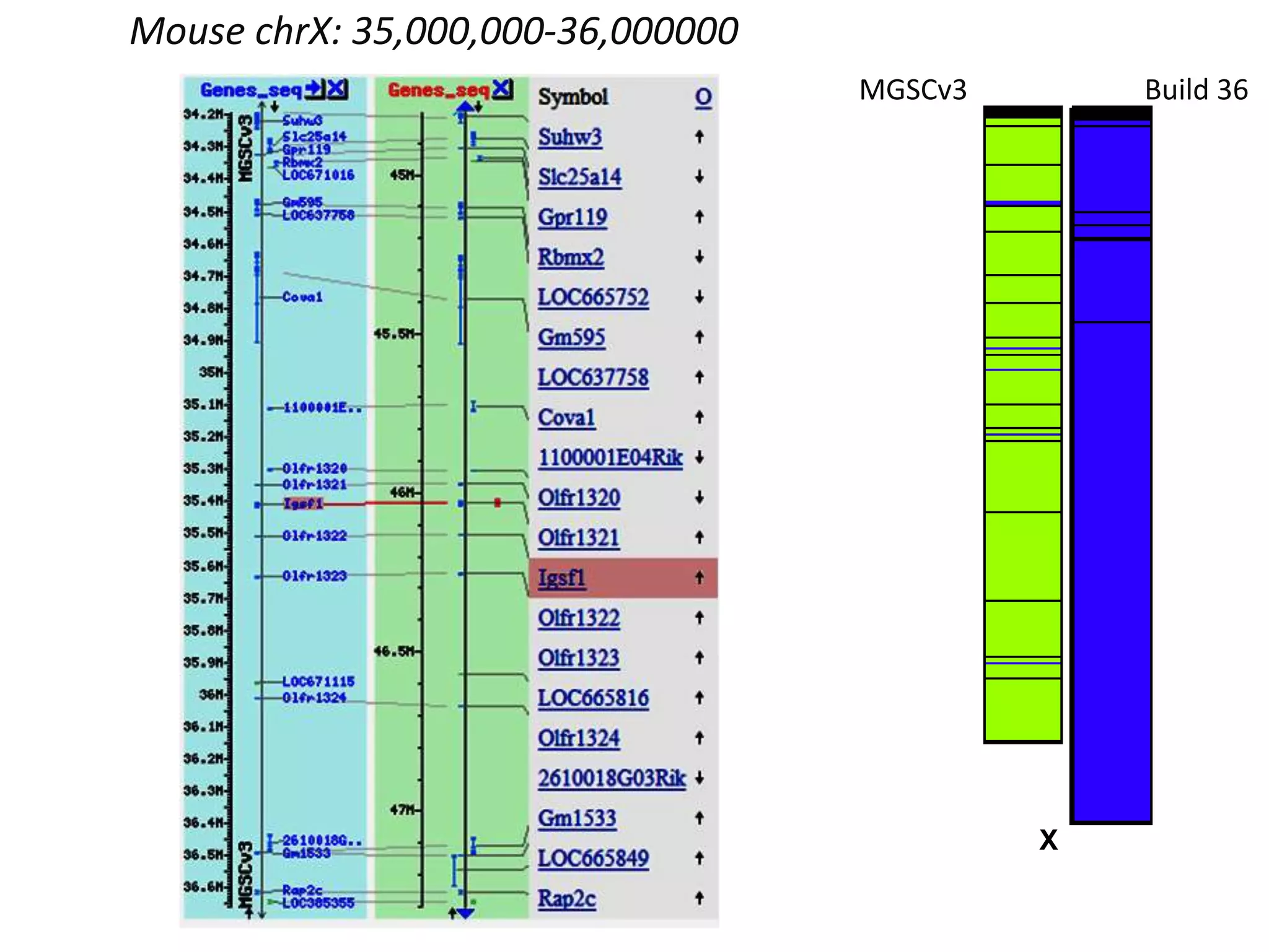 Mouse chrX: 35,000,000-36,000000XMGSCv3Build 36