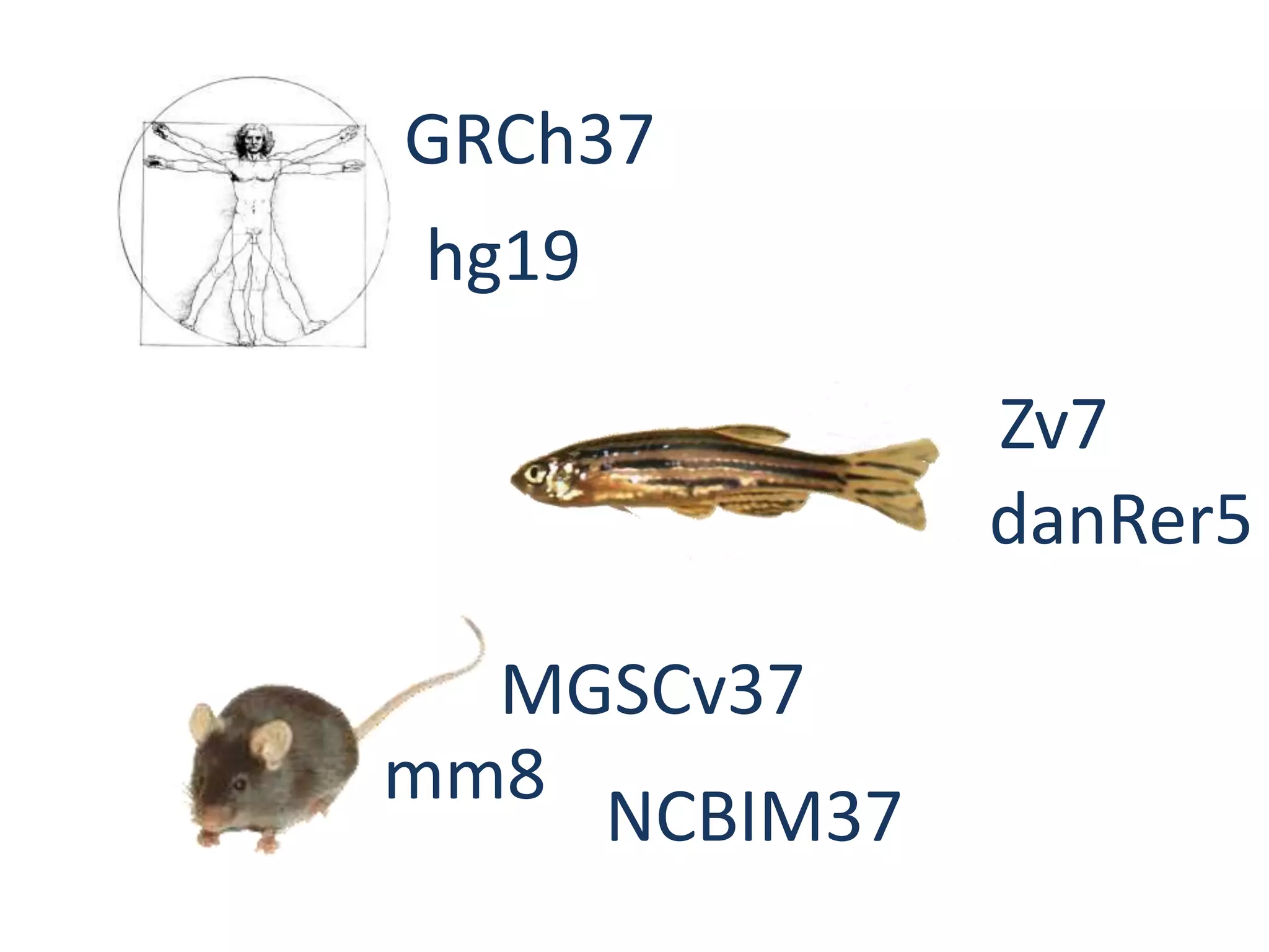 GRCh37hg19Zv7danRer5MGSCv37mm8NCBIM37
