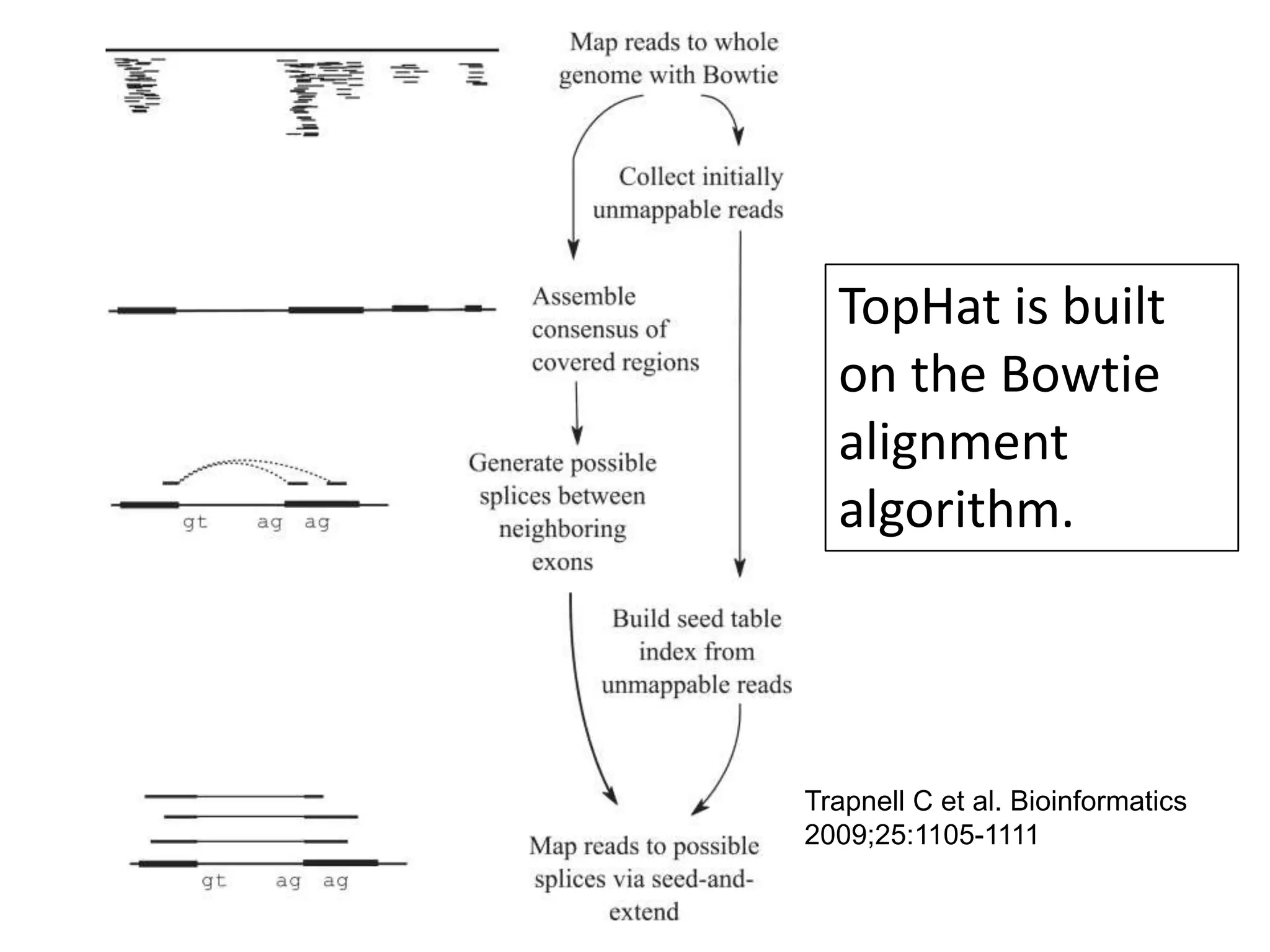 TopHat is built on the Bowtie alignment algorithm.Trapnell C et al. Bioinformatics 2009;25:1105-1111