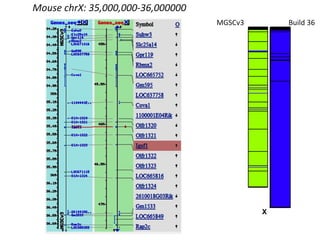 Mouse chrX: 35,000,000-36,000000XMGSCv3Build 36