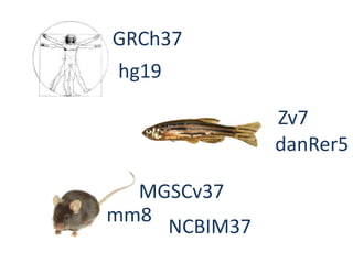 GRCh37hg19Zv7danRer5MGSCv37mm8NCBIM37