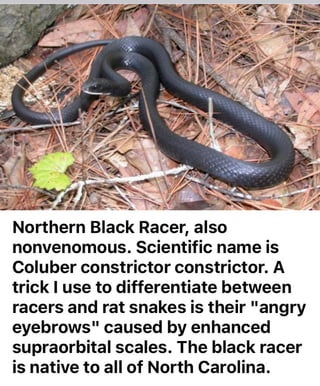 N Eastern Racers Northern Black Racer