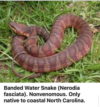 Banded Water Snake | PDF