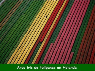 Arco iris de tulipanes en Holanda 