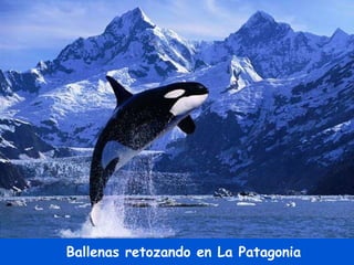 Ballenas retozando en La Patagonia 