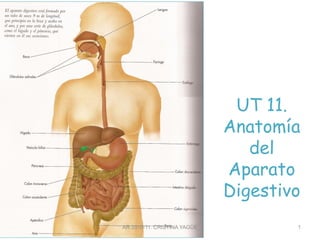 UT 11.
Anatomía
del
Aparato
Digestivo
AR 2010-11. CRISTINA YAGÜE 1
 