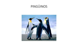 PINGÜINOS
 