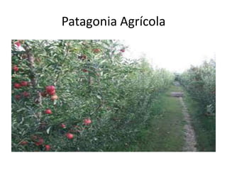 Patagonia Agrícola