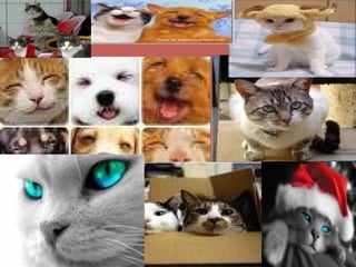 Imágenes  de gatitos   