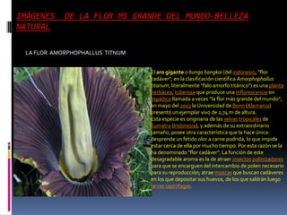 IMÁGENES    DE LA FLOR MS GRANDE DEL MUNDO-BELLEZA
NATURAL

 LA FLOR AMORPHOPHALLUS TITNUM


                                 El aro gigante o bunga bangkai (del indonesio, "flor
                                 cadáver"; en la clasificación científica Amorphophallus
                                 titanum, literalmente "falo amorfo titánico") es una planta
                                 herbácea, tuberosa que produce una inflorescencia en
                                 espádice llamada a veces "la flor más grande del mundo";
                                 en mayo del 2003 la Universidad de Bonn (Alemania)
                                 presentó un ejemplar vivo de 2,74 m de altura.
                                 Esta especie es originaria de las selvas tropicales de
                                 Sumatra (Indonesia), y además de su extraordinario
                                 tamaño, posee otra característica que la hace única:
                                 desprende un fétido olor a carne podrida, lo que impide
                                 estar cerca de ella por mucho tiempo. Por esta razón se la
                                 ha denominado "flor cadáver". La función de este
                                 desagradable aroma es la de atraer insectos polinizadores
                                 para que se encarguen del intercambio de polen necesario
                                 para su reproducción; atrae moscas que buscan cadáveres
                                 en los que depositar sus huevos, de los que saldrán luego
                                 larvas saprófagas.
 