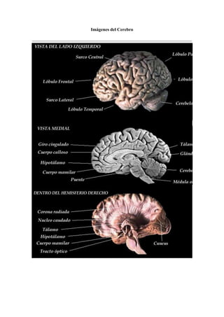 Imágenes del Cerebro<br />Antes del siglo XX, había solo una forma de ver el cerebro: Abrir el cráneo. Por supuesto, con la asistencia de un artista médico talentoso o, más tarde, un buen fotógrafo, esto nos proporcionaba una visión particularmente buena. ¡De cualquier forma, la mayoría de las veces se requería un paciente muerto! Afortunadamente, ahora tenemos ciertas técnicas de imagen que nos permiten ver lo que esta sucediendo dentro del cerebro de un ser humano viviente. <br />Los rayos-x fueron la primera cosa que se usó para mirar el cerebro humano. Aunque algunos detalles son visibles, la naturaleza del cerebro es tal que no es particularmente un buen sujeto para los rayos X. El escáner TC (tomografía computerizada) o escáner TAC implica tomar una gran serie de rayos x desde diversos ángulos, y luego combinarlos en una imagen de tres dimensiones en el ordenador. La imagen puede ser visualizada y manipulada en una pantalla de ordenador. <br />El escáner TEP (tomografía por emisión de positrones) trabaja así: El doctor inyecta glucosa radioactiva (agua azucarada) en el torrente sanguíneo del paciente. El mecanismo entonces detecta el nivel de actividad relativo – esto es, el uso de glucosa – de diferentes áreas del cerebro. El ordenador genera una imagen que permite al investigador determinar cuales partes del cerebro están más activas cuando realizamos varias operaciones mentales, ya sea mirar a algo, contar mentalmente, imaginar algo, o escuchar música.<br />El IRM (imagines por resonancia magnética) funciona así: creas un campo magnético fuerte que corre a través de la persona desde la cabeza a los pies. Esto causa que los átomos de hidrógeno que están girando en el cuerpo de la persona se alineen con el campo magnético. Entonces envías un pulso de radio a una frecuencia especial que causa que los protones de hidrogeno giren en una dirección diferente. Cuando se apaga el pulso de radio, los protones vuelven a su alineamiento con el campo magnético, y liberan la energía extra que han tomado del pulso de radio. Esa energía se detecta por la misma bobina que emitió el pulso, actuando ahora como una antena en tres dimensiones. Puesto que los diferentes tejidos tienen diferente cantidad de hidrógeno relativo en ellos, dan una diferente densidad de señales de energía, las cuales el ordenador organiza en una imagen detallada en tres dimensiones. Esta imagen es casi tan detallada como una fotografía anatómica.<br />
